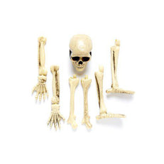 3D Props 3D Skeleton Groundbreaker